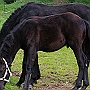 Spanish Norman Horse 1 (44)